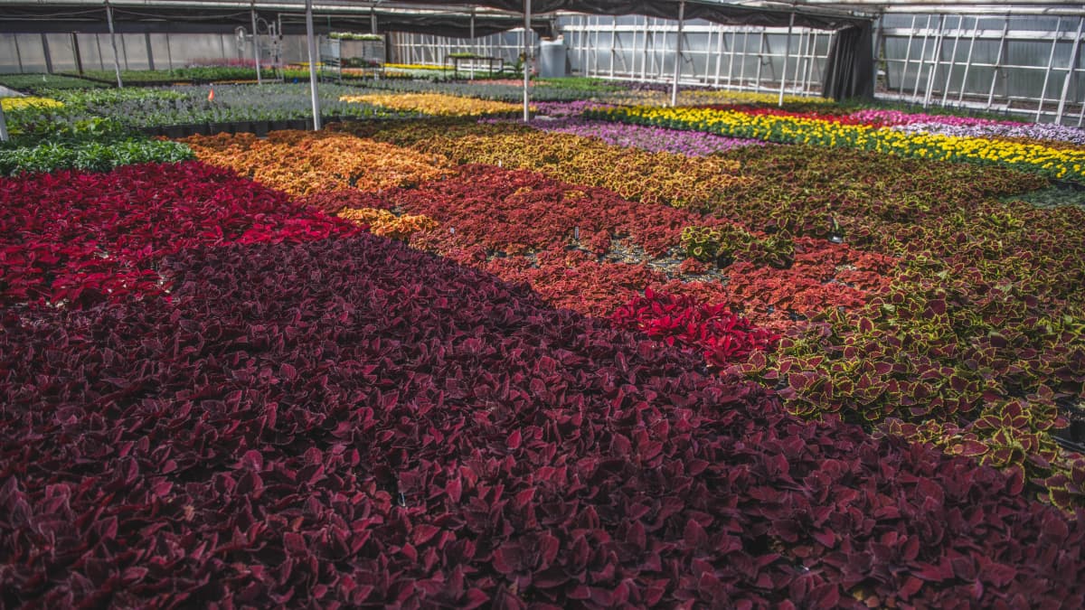 Secondary plant image 2