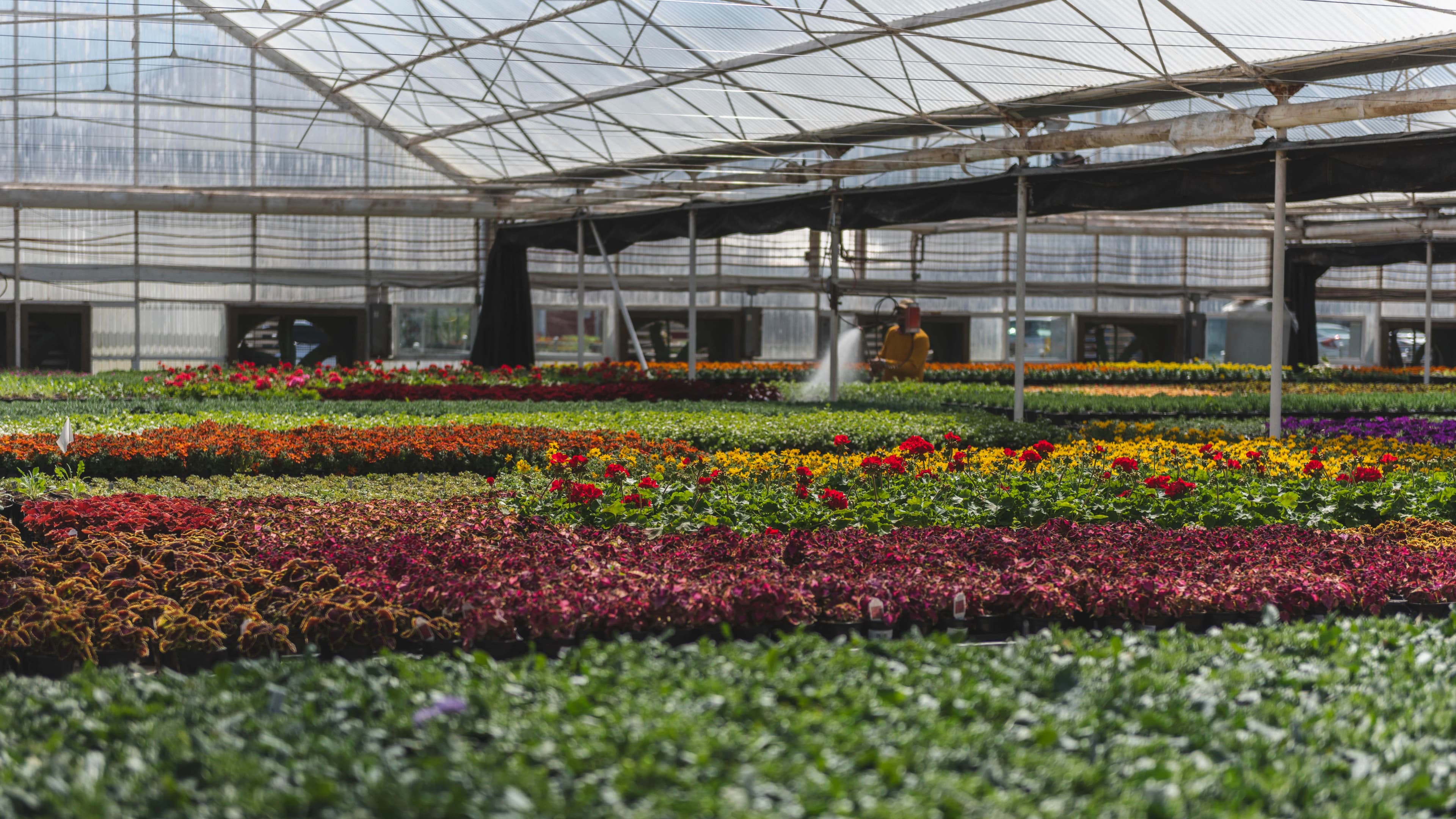 A showcase of Botanic Bloom's plants