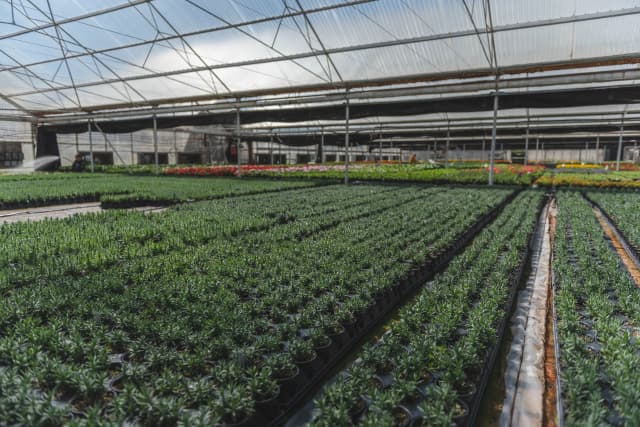 Secondary plant image 3