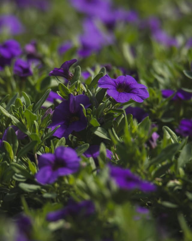 Plant Image 5