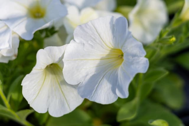 Plant Image 4