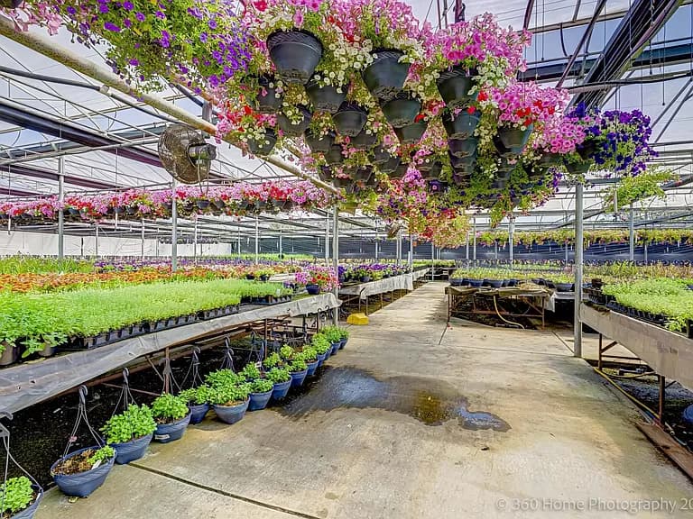 Main plant image