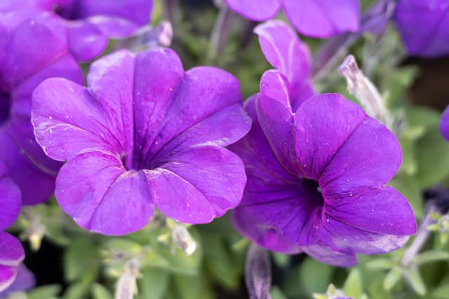 Plant Image 2